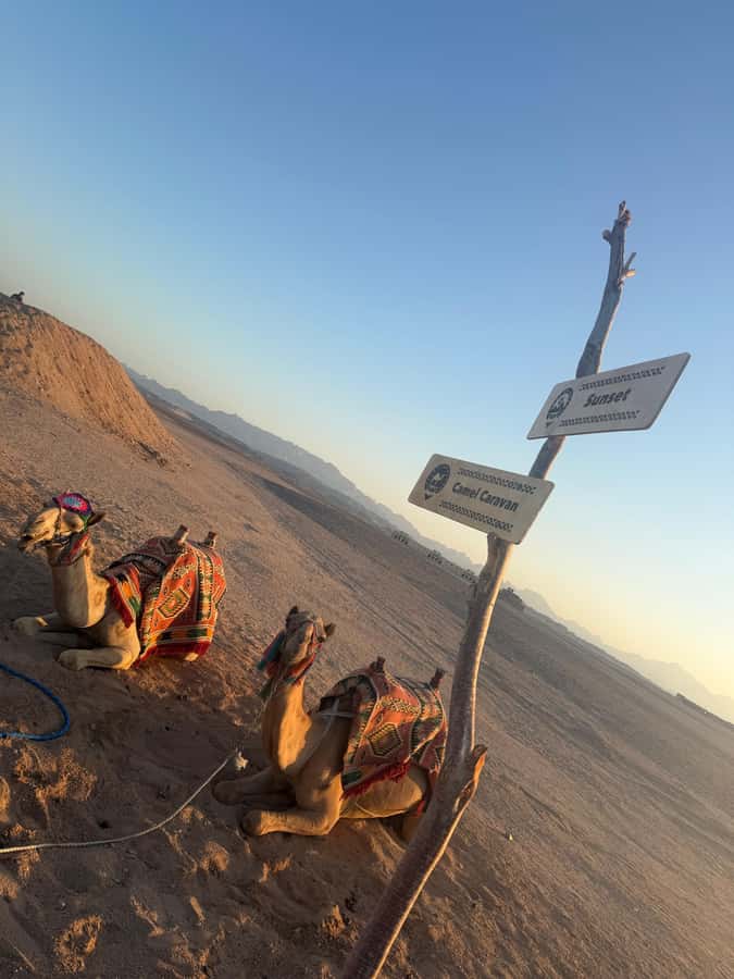 Makadi Bay: BADU Luxury Bedouin Dinner Experience & Stargaze - Sunset, dunes, and a short camel ride