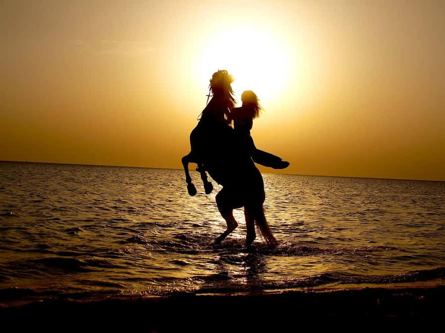Makadi Bay: Horse Riding in Desert & Sea w Guide + Transfers - Horse care and safety deserve attention