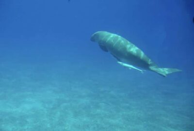 Royal Seascope Submarine Cruise & Snorkel stop