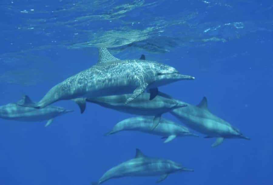Makadi Bay: Royal Seascope Submarine Cruise & Snorkel stop - The return to the marina