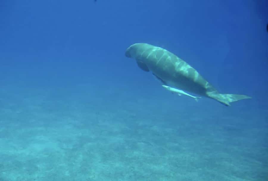 Makadi Bay: Royal Seascope Submarine Cruise & Snorkel stop - The short boat ride to the reef