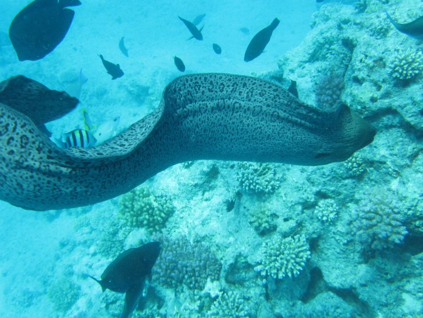 Makadi Bay: Snorkelling and Diving Island Trip - The optional scuba session