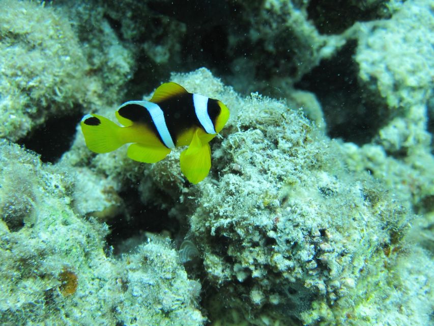 Makadi Bay: Snorkelling and Diving Island Trip - Who will enjoy this Red Sea outing?