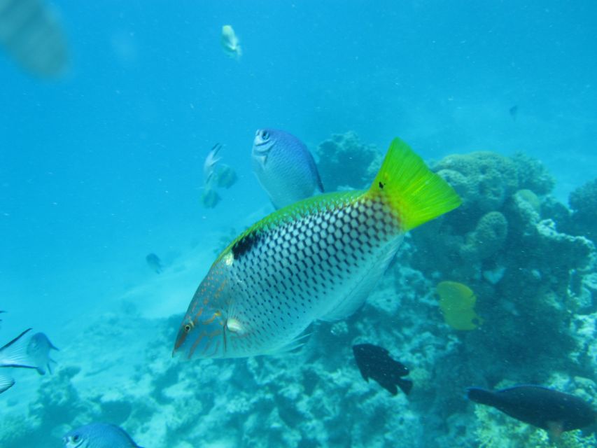 Makadi Bay: Snorkelling and Diving Island Trip - The private lagoon and two hours at Giftun Island