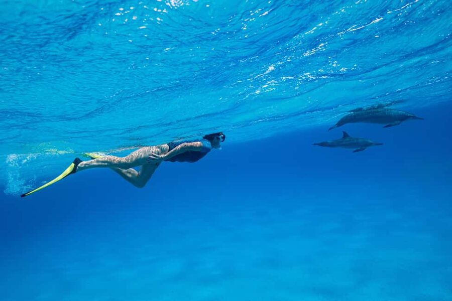 Marsa Alam:Sataya Reefs Dolphin Snorkeling Cruise with Lunch - Key points to know before booking