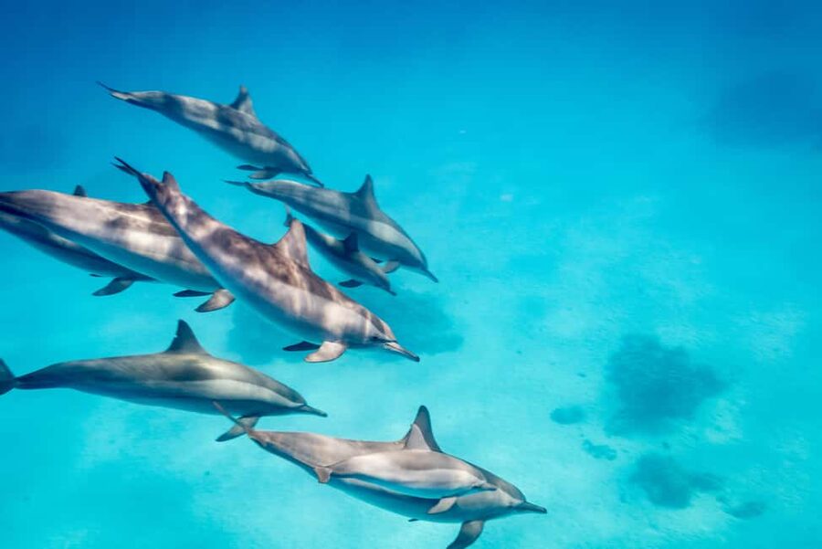 Marsa Alam:Sataya Reefs Dolphin Snorkeling Cruise with Lunch - Two snorkeling sessions and the reef life