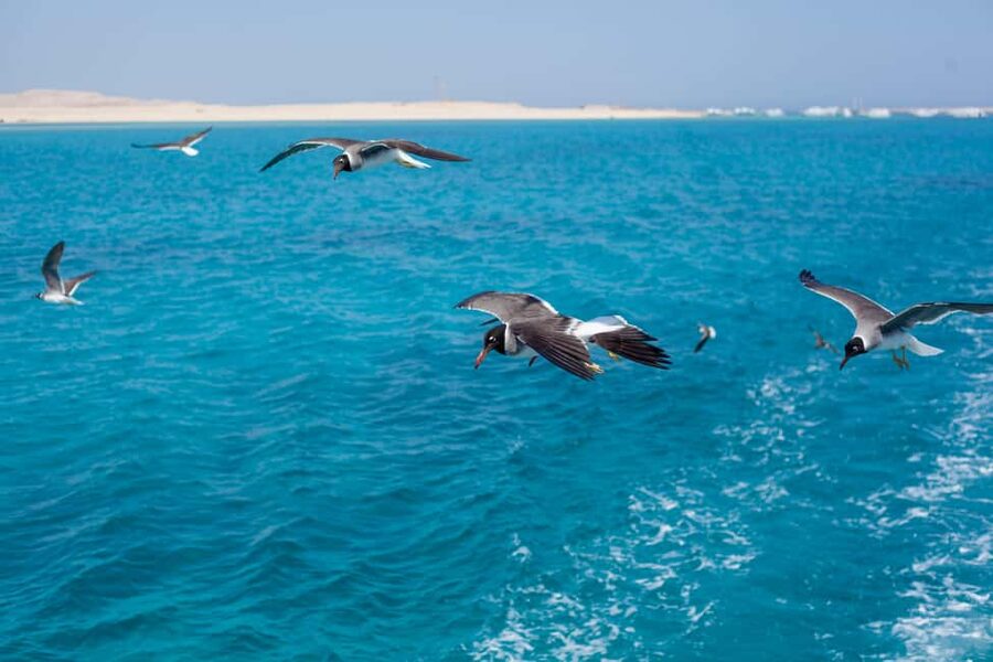 Marsa Alam:Sataya Reefs Dolphin Snorkeling Cruise with Lunch - Practical ways to make the day better