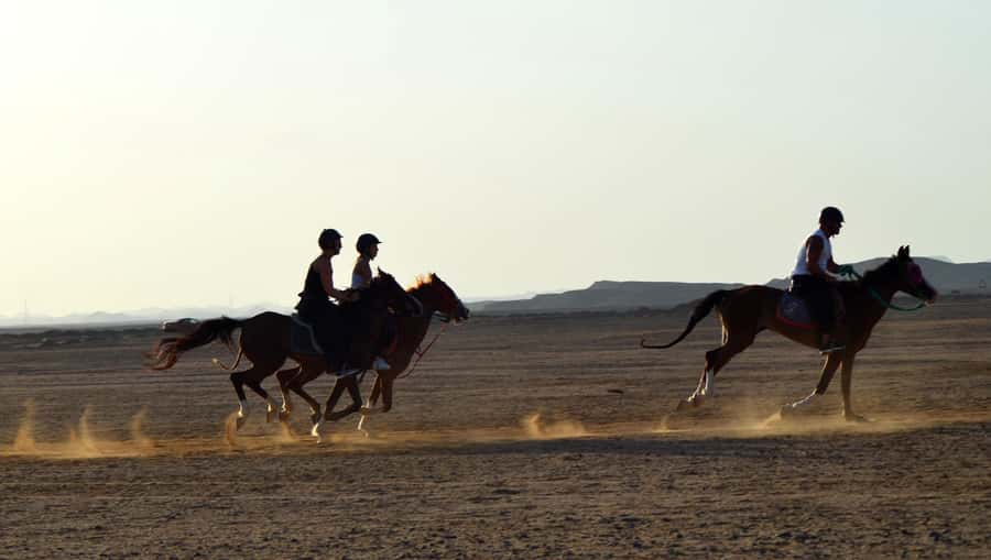 Marsa Alam: Sea and Desert Horse Riding Tour - Who should book this Marsa Alam ride?