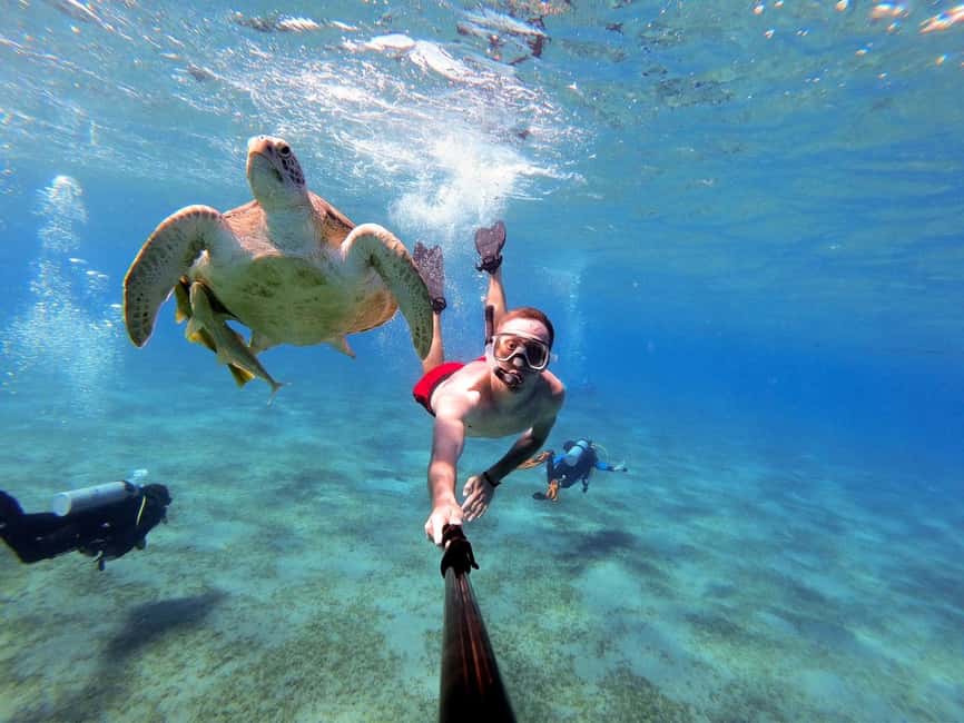 Marsa Alam: Snorkeling with Sea Turtles Marsa Mubarak - Key points to know before you book