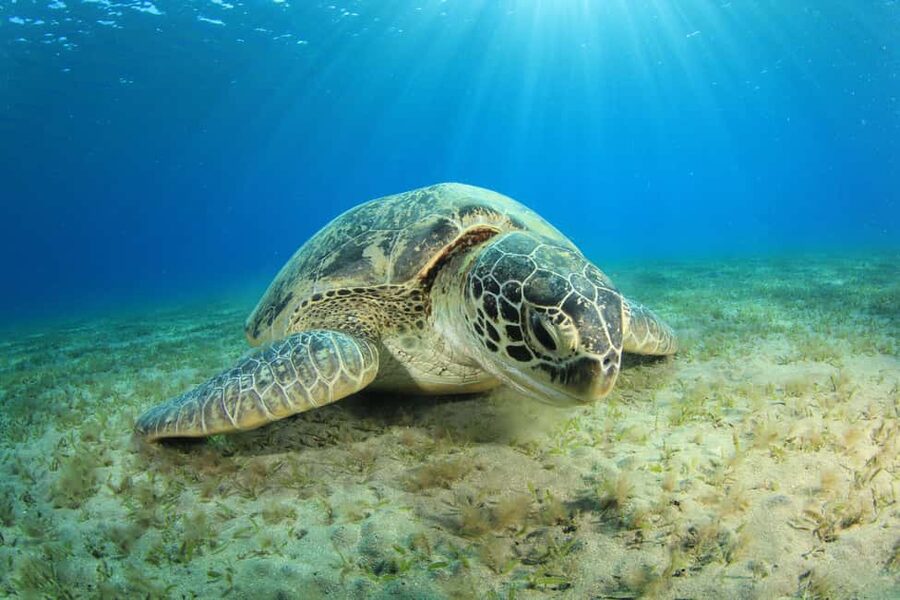 Marsa Alam: Snorkeling with Sea Turtles Marsa Mubarak - The first snorkeling stop and the search for turtles