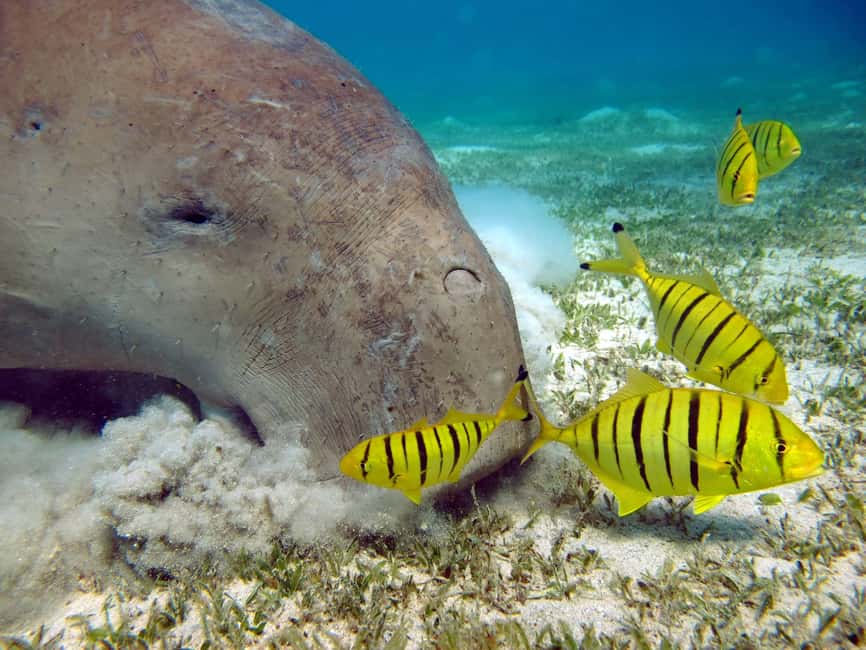 Marsa Alam: Snorkeling with Sea Turtles Marsa Mubarak - The second reef stop adds real value