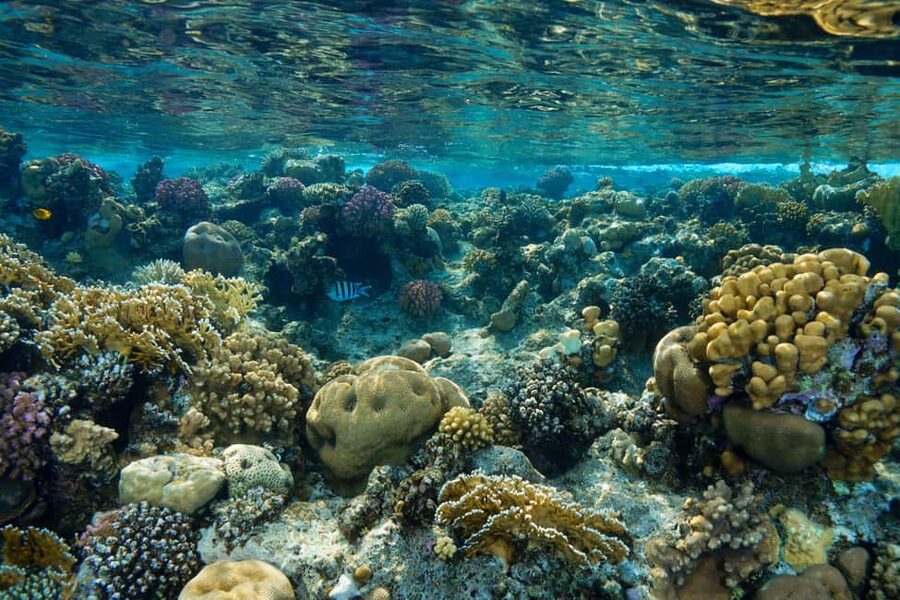 Marsa Alam: Snorkeling with Sea Turtles Marsa Mubarak - How the $68 price works out
