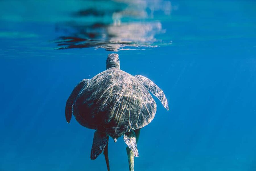 Marsa Alam: Snorkeling with Sea Turtles Marsa Mubarak - What to pack for a comfortable day