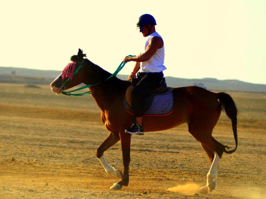 Marsa Alam: Sunrise Horseback with Breakfast - The four-hour VIP ride and horse swim