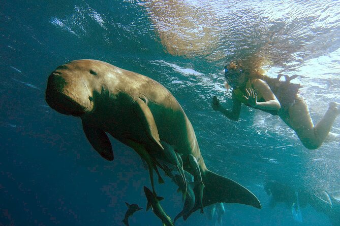 Marsa Mubarak snorkeling with dugong and turtles - marsaalam - Key points to know before booking