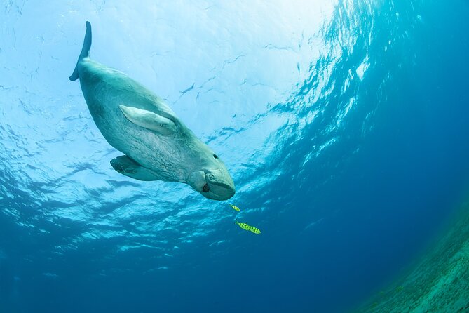 Marsa Mubarak snorkeling with dugong and turtles - marsaalam - Why Marsa Mubarak is worth the trip