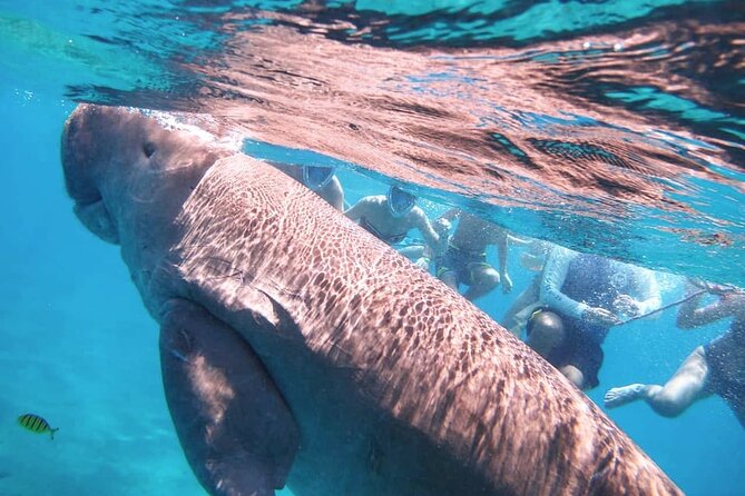 Marsa Mubarak snorkeling with dugong and turtles - marsaalam - Sailing the 25 minutes to Marsa Mubarak
