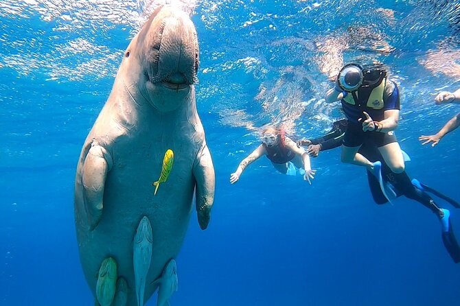 Marsa Mubarak snorkeling with dugong and turtles - marsaalam - The dugong search comes first