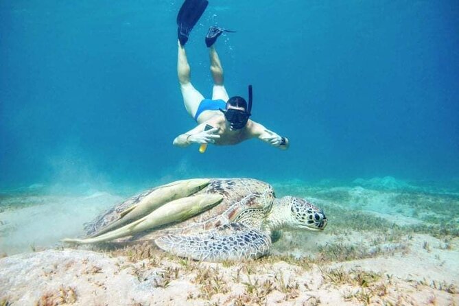 Marsa Mubarak snorkeling with dugong and turtles - marsaalam - The second snorkeling session focuses on turtles