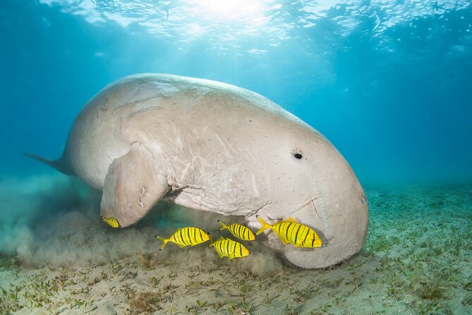 Marsa Mubarak snorkeling with dugong and turtles - marsaalam - What the $82 price really buys you