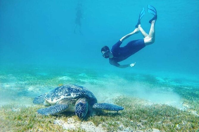 Marsa Mubarak snorkeling with dugong and turtles - marsaalam - Who should book this excursion