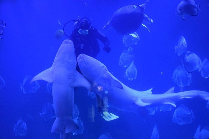 Official Account: Hurghada Grand Aquarium Entrance Tickets - Key points to know before you go