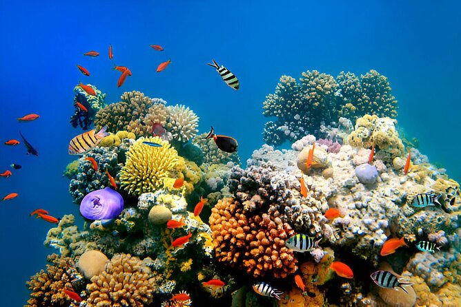PADI Scuba Diver (PSD) - Certification limits deserve careful attention