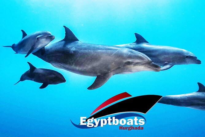 PRIVATE! | 4-hour Speed Boat Trip | Swim With Dolphins, Snorkeling & Island - Searching for dolphins in open water
