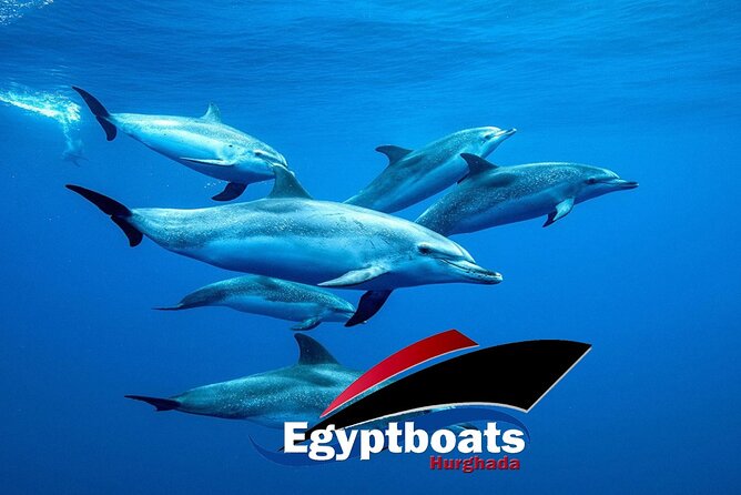 PRIVATE! | 4-hour Speed Boat Trip | Swim With Dolphins, Snorkeling & Island - Carless Reef: a short look at Red Sea coral