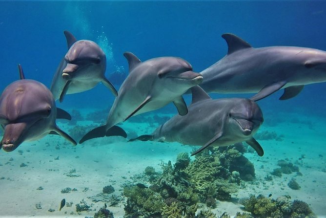 Private Boat to Dolphin House Full day Snorkeling Sea Trip Max 10 Pax - Hurghada - Reaching Dolphin House from Hurghada Marina