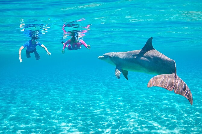 Private Boat to Dolphin House Full day Snorkeling Sea Trip Max 10 Pax - Hurghada - Who should book this Red Sea excursion?