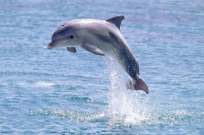 Private Speed Boat Snorkeling with Dolphins Trip - Hurghada - Weather is the decision-maker