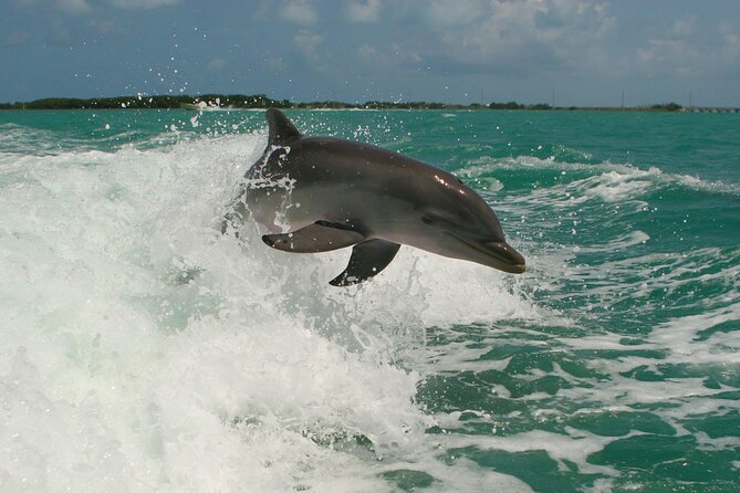 Private Yacht Cruise to Dolphin House with Lunch : Hurghada - What the $150 price really buys