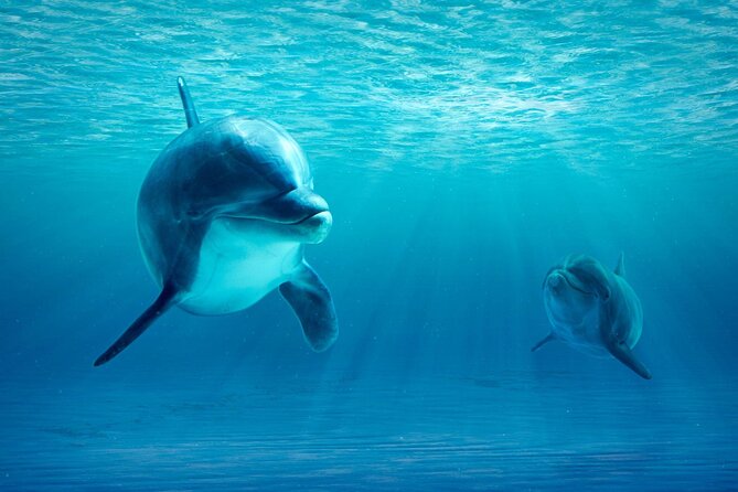 Private Yacht Cruise to Dolphin House with Lunch : Hurghada - A few smart ways to prepare