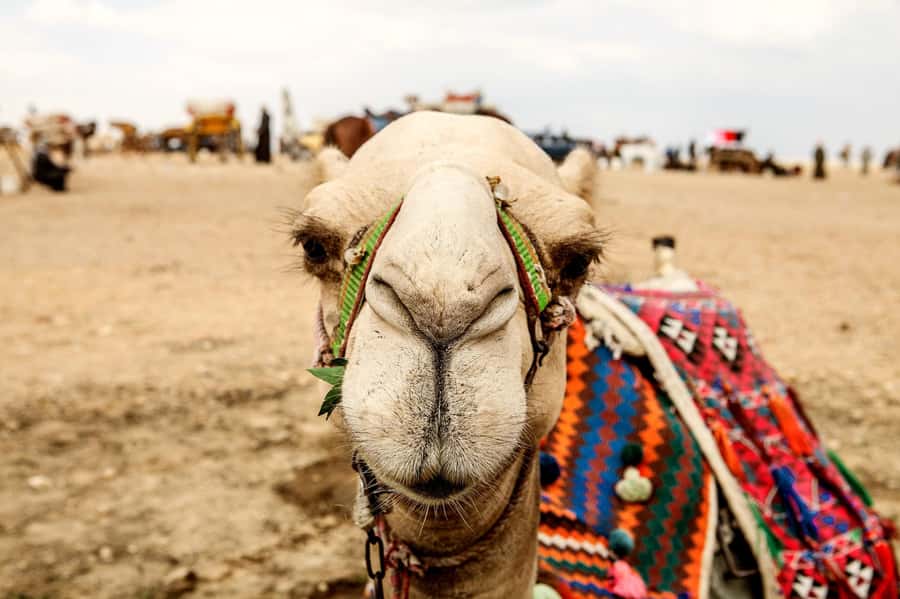Pyramids of Giza and Great Sphinx: Private Half-Day Tour - Families, solo visitors, and older adults