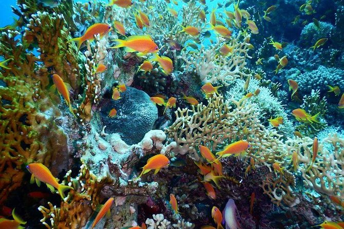 Red Sea Diving Trip from Hurghada: Beginner to Advanced Divers - Key points to know before you go
