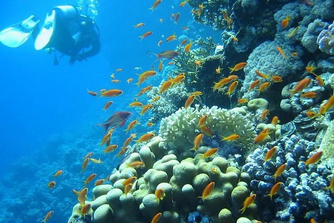 Red Sea Diving Trip from Hurghada: Beginner to Advanced Divers - Equipment and instruction are included