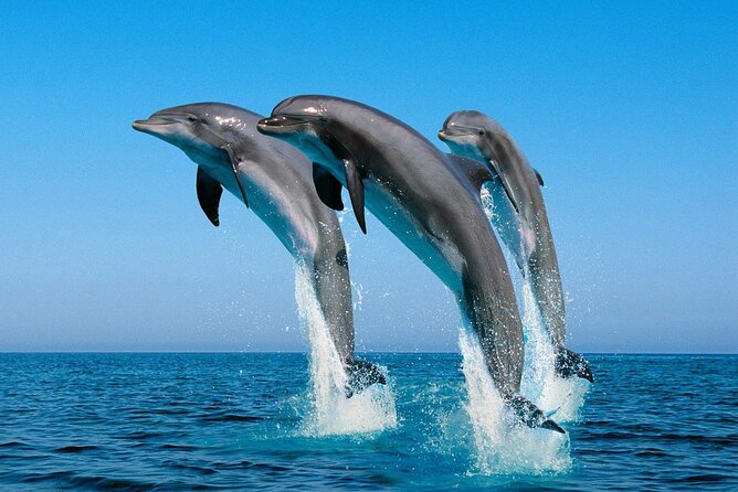 ROYAL Dolphin House & Water Sports Snorkeling Sea Trip - Hurghada - Lunch, drinks, and time on deck