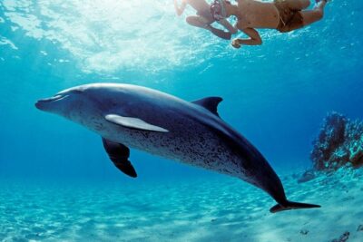 ROYAL Dolphin House & Water Sports Snorkeling Sea Trip – Hurghada