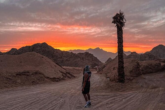 Safari 5 in 1 Quads, Camels, Show, Dinner & Star Gazing in Sharm El Sheikh - The Bedouin show: fun, polished, and a little cheesy