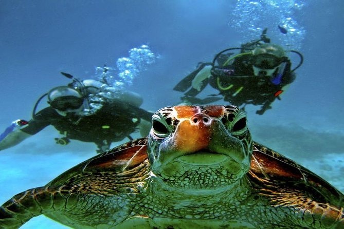 Scuba Diving Full Day Boat Trip for beginners With Lunch & Transfer – Hurghada - Stop two: more marine life and a better chance to explore