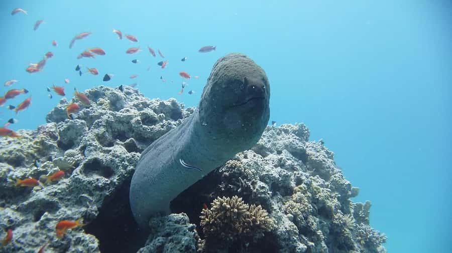 Sharm El Sheikh: Day sail to White island and Ras Mohamed - White Island and the tide