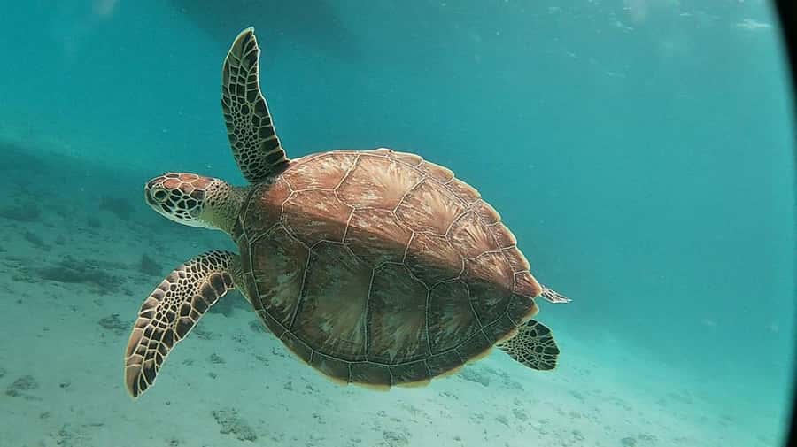 Sharm El Sheikh: Day sail to White island and Ras Mohamed - Who should choose this Red Sea day trip?
