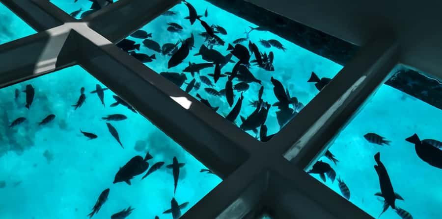 Sharm El Sheikh: Glass Bottom Boat Tour & Private Transfer - From your hotel to the glass-boat dock