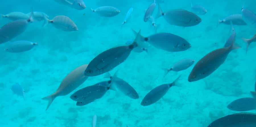 Sharm El Sheikh: Glass Bottom Boat Tour & Private Transfer - Near Garden, Far Garden, and the Great Brain