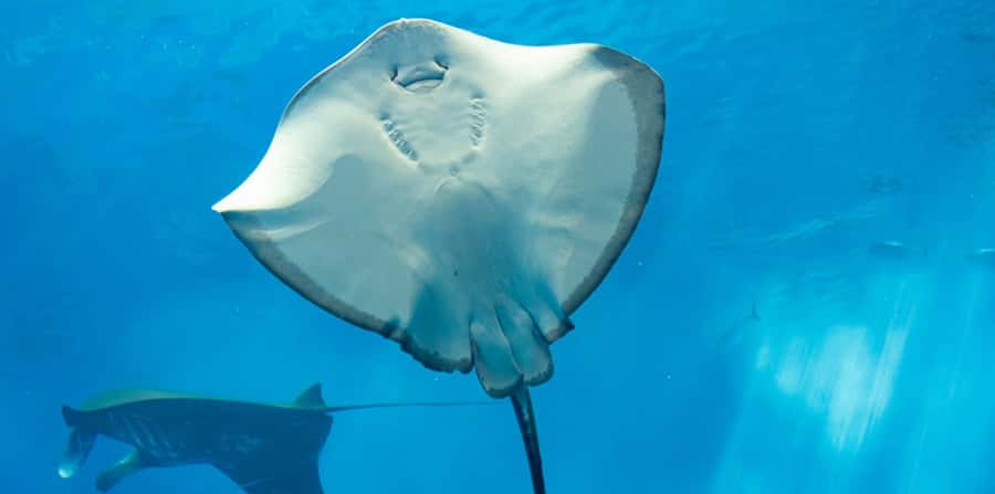 Sharm El Sheikh: Glass Bottom Boat Tour & Private Transfer - Seeing the reef through the glass panels