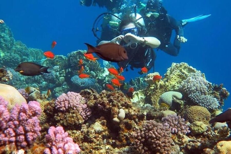 Sharm El-Sheikh: Parasailing, Camel Ride, Dive & Quad Bike - How the $41 Price Holds Up