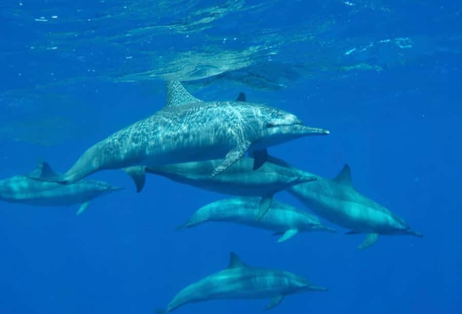 Sharm el-Sheikh: Premium Ras Mohammed & White Island Cruise - Crew support for nervous swimmers and families
