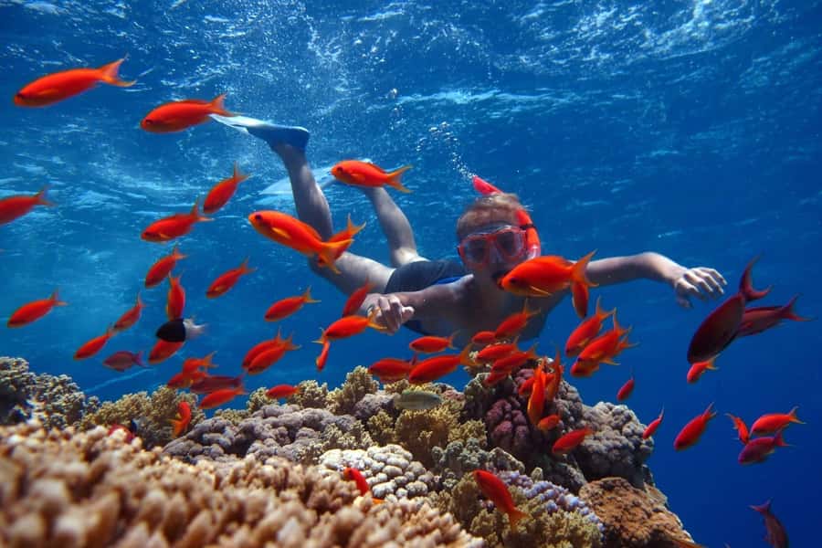 Sharm El Sheikh: Ras Mohamed Cruise with Snorkeling & Lunch - The first water stop: snorkeling and marine life