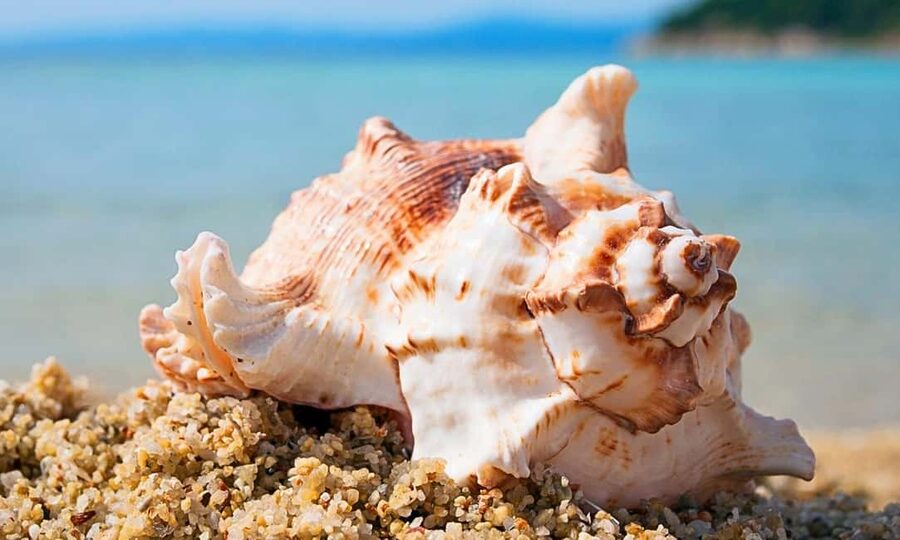 Sharm El-Sheikh: Ras Mohamed Half-Day Tour & Allah's Gate - Snorkeling above Ras Mohammed’s coral